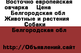 Восточно европейская овчарка. › Цена ­ 12 000 - Белгородская обл. Животные и растения » Собаки   . Белгородская обл.